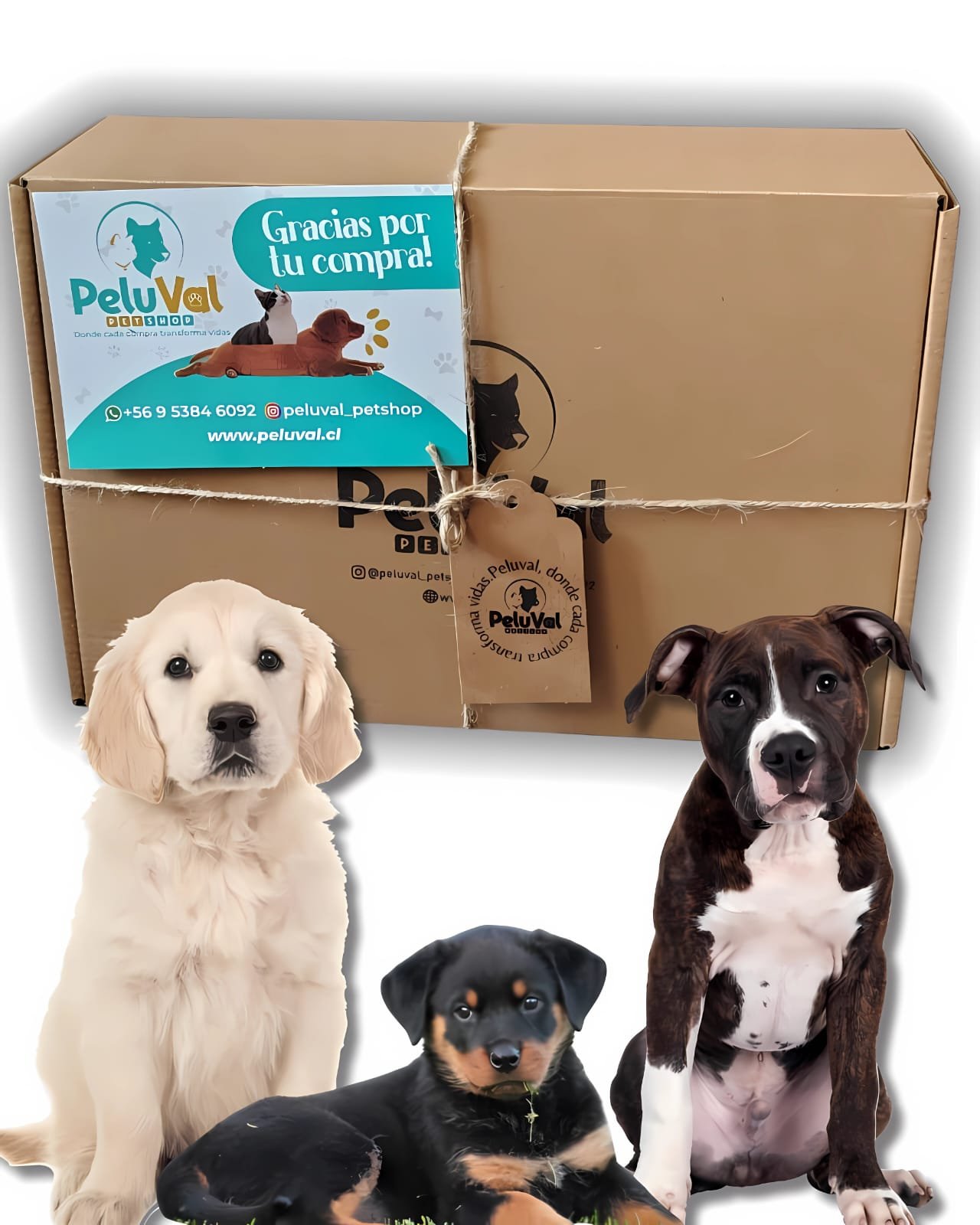 Mi Kit Peluval 🐶 Dog / Caja Mediana – 🚨 Envío GRATIS 🚗R.M
